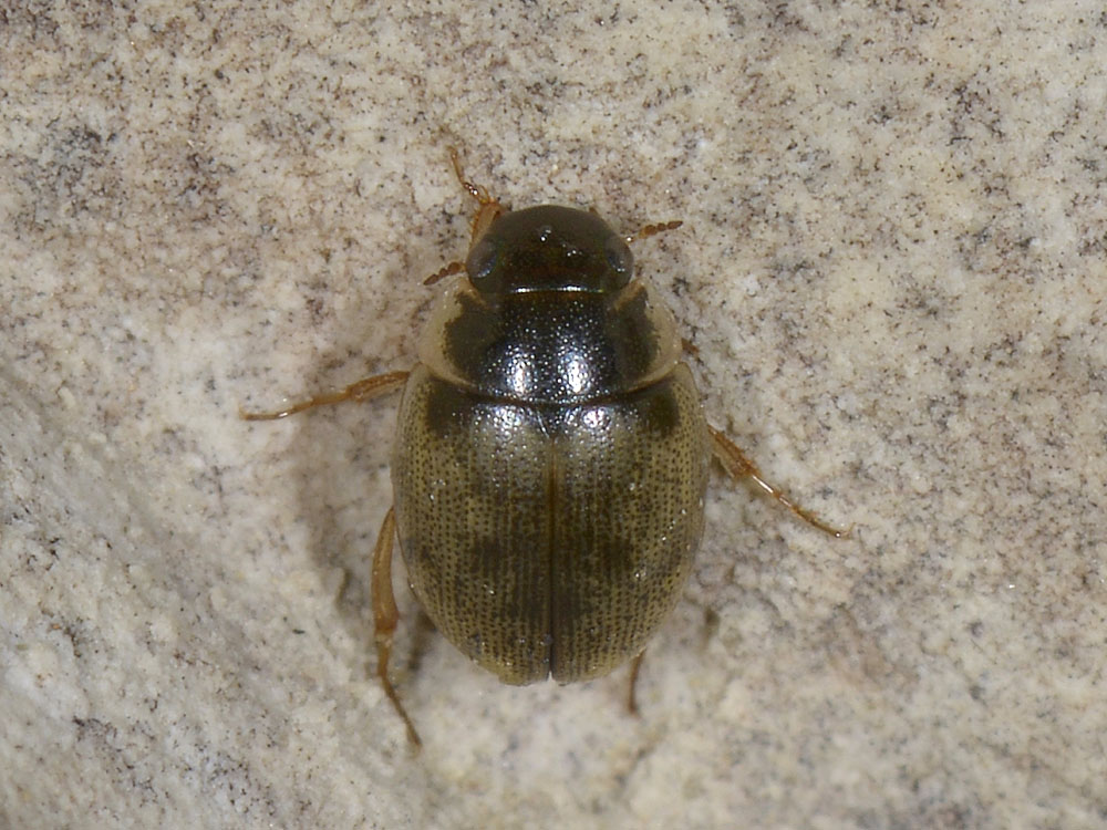 Laccobius sp anche loro?